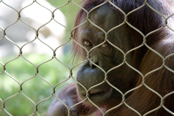 Orangutan Orangutan